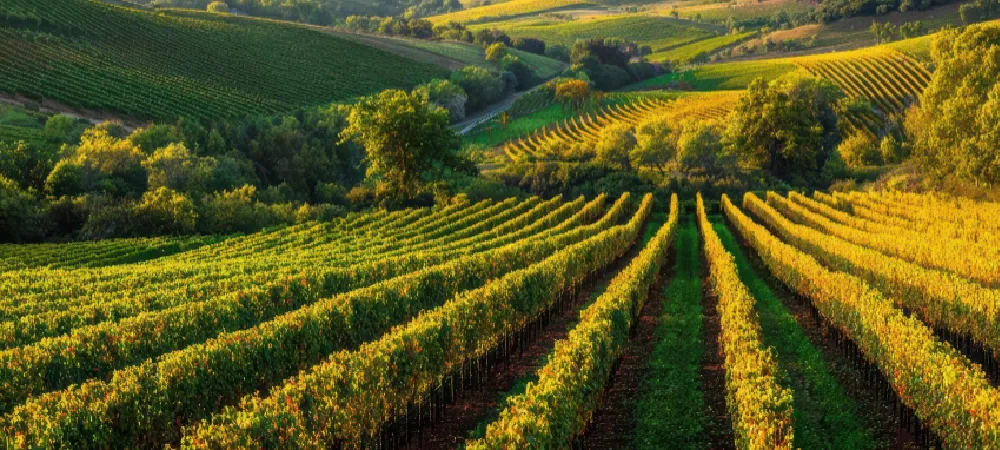Vignoble Flassans-sur-Issole Vignoble Flassans-sur-Issole